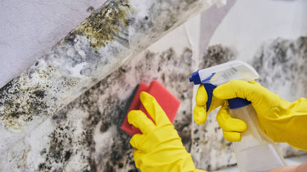 Mold Removal for HVAC Installations